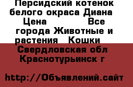 Персидский котенок белого окраса Диана › Цена ­ 40 000 - Все города Животные и растения » Кошки   . Свердловская обл.,Краснотурьинск г.